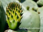 20120730080901_cactus_light_ptoduccion.jpg